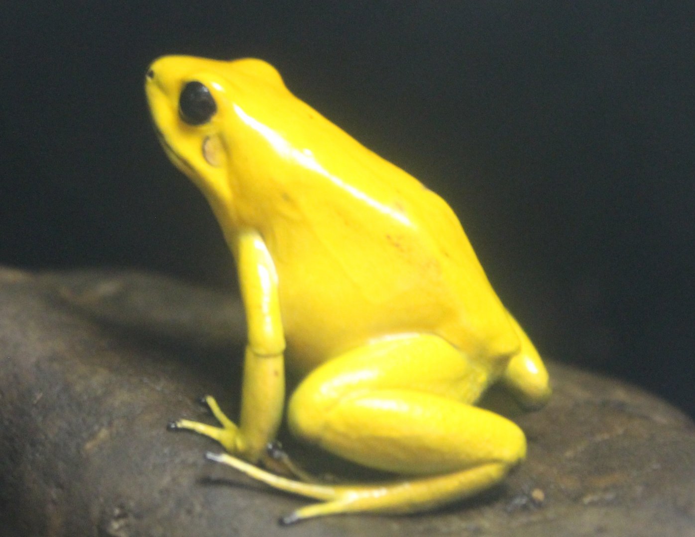 Phyllobates terribilis
