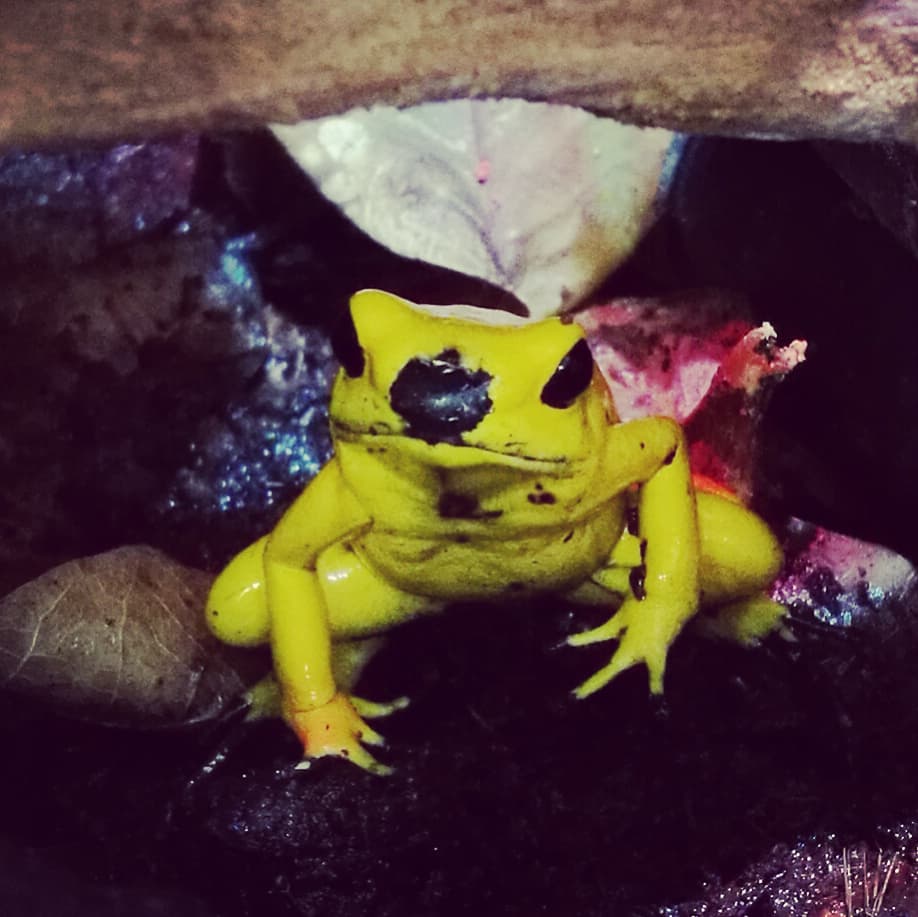 Phyllobates terribilis