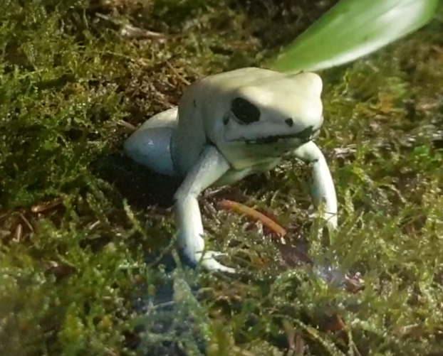 Phyllobates terribilis
