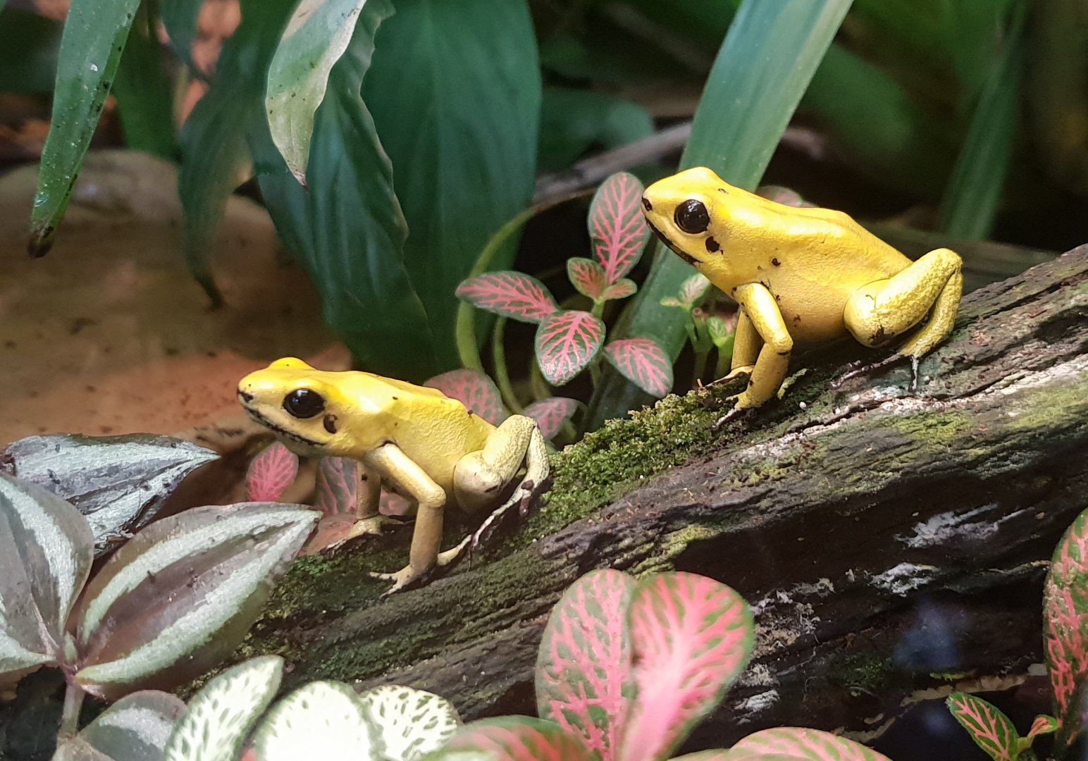 Phyllobates terribilis