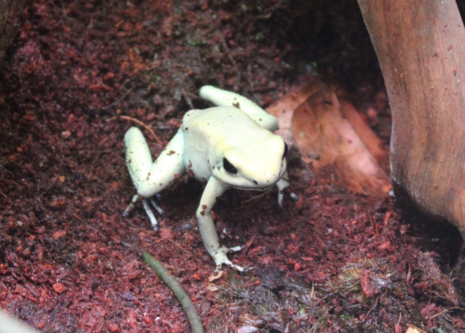 Phyllobates terribilis