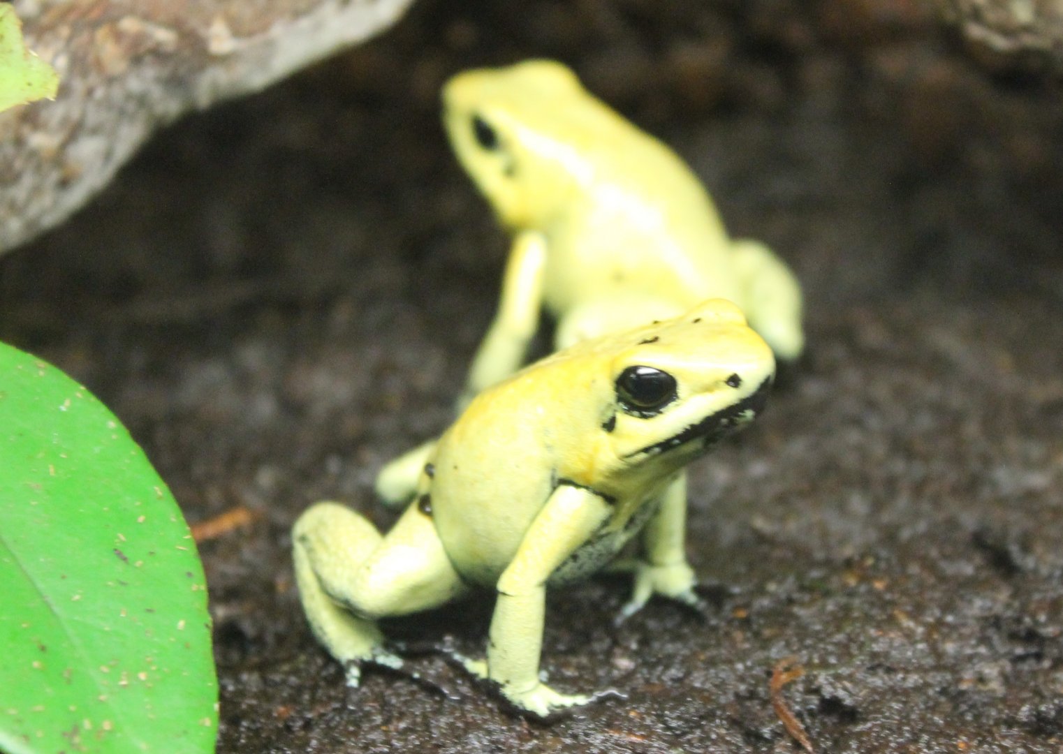 Phyllobates terribillis