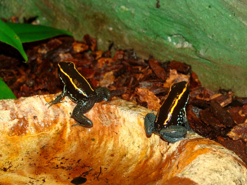 Phyllobates vittatus