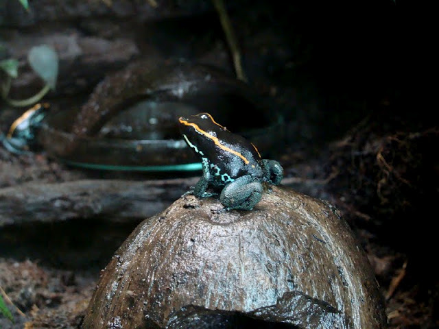 Phyllobates vittatus