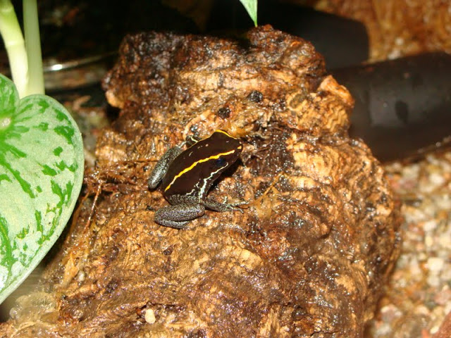 Phyllobates vittatus