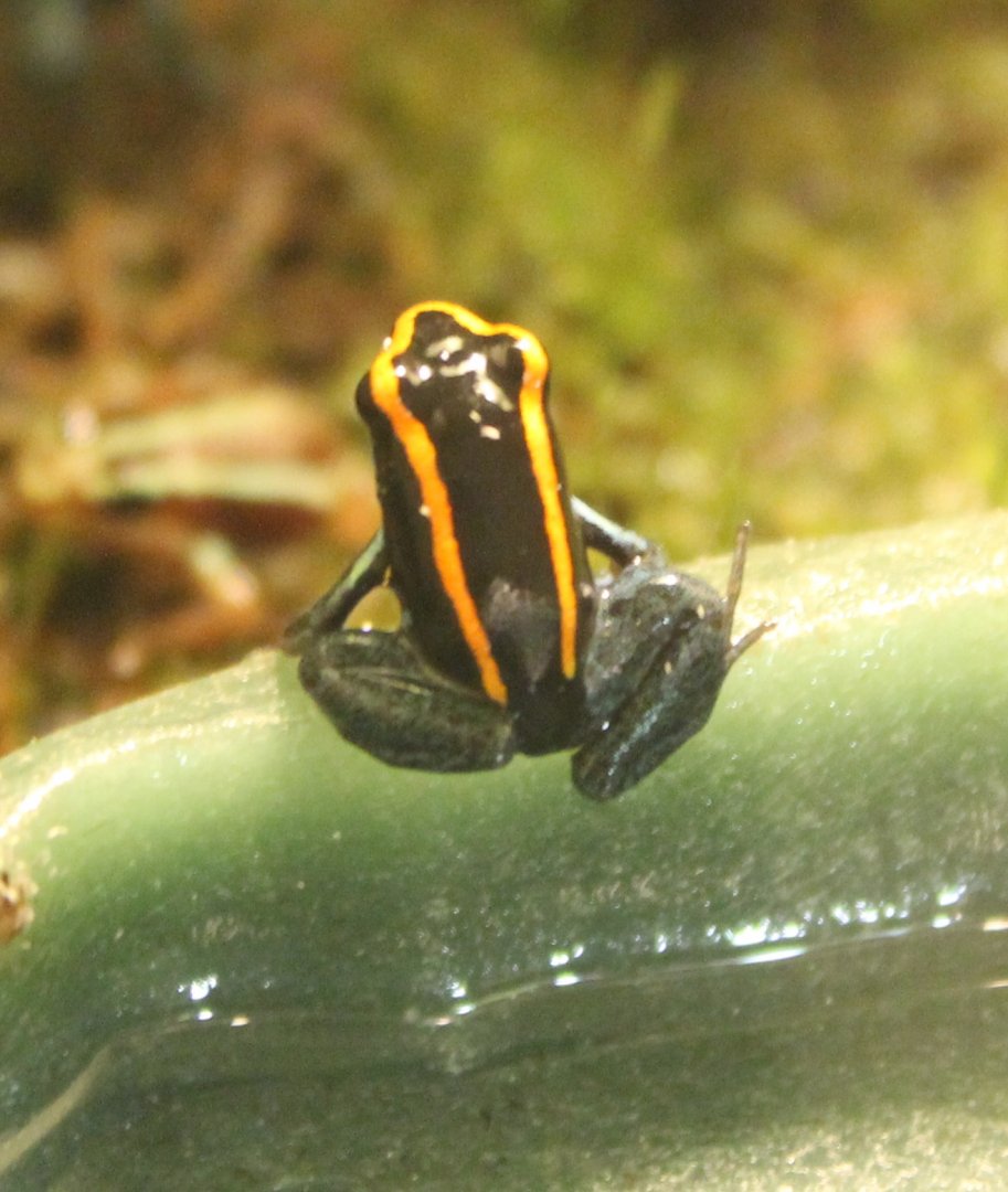 Phyllobates vittatus