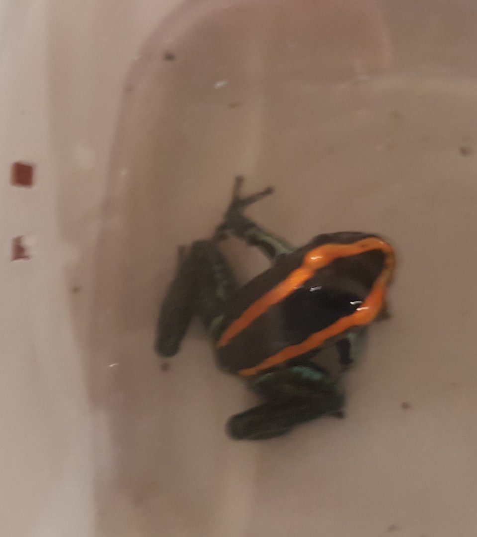 Phyllobates vittatus