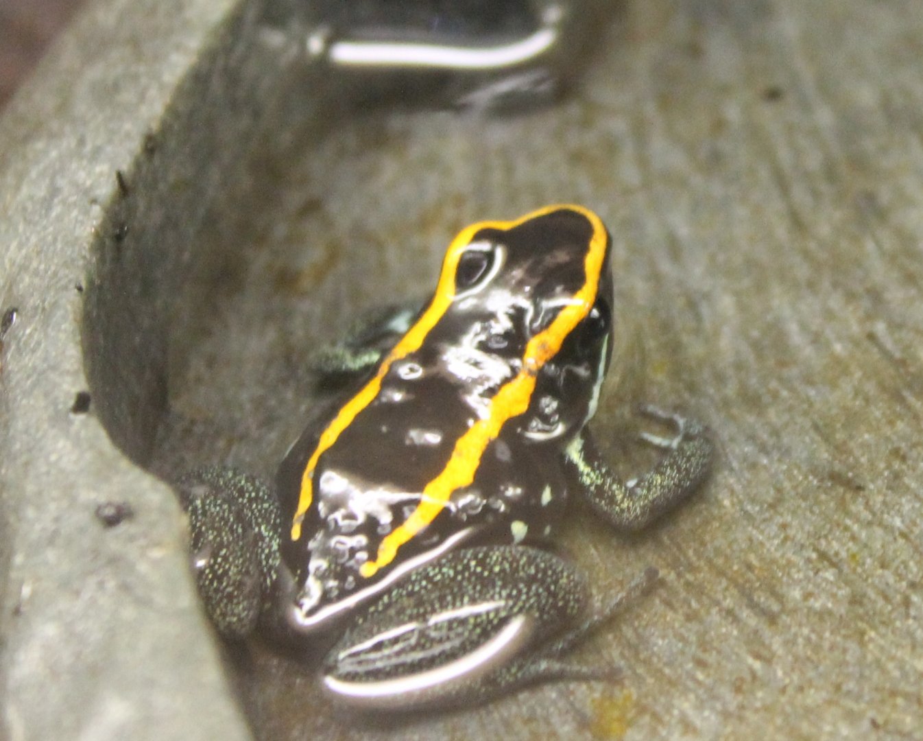 Phyllobates vittatus