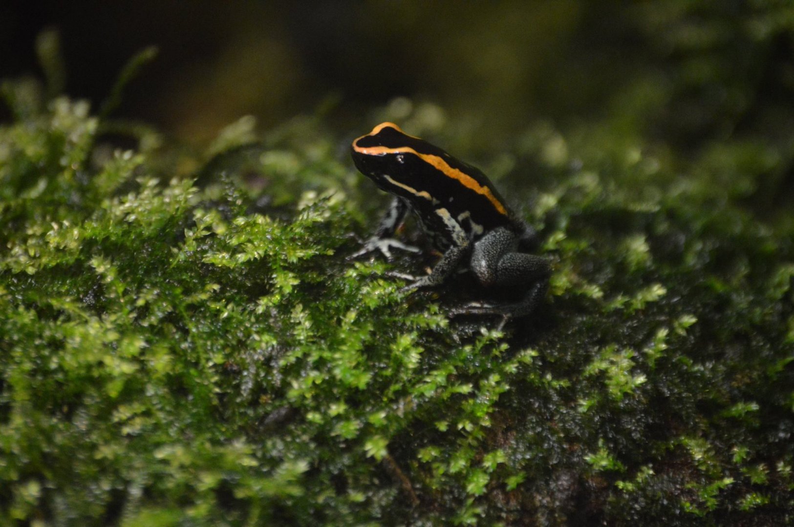 Phyllobates vittatus