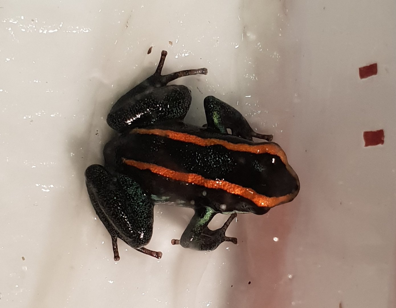 Phyllobates vittatus