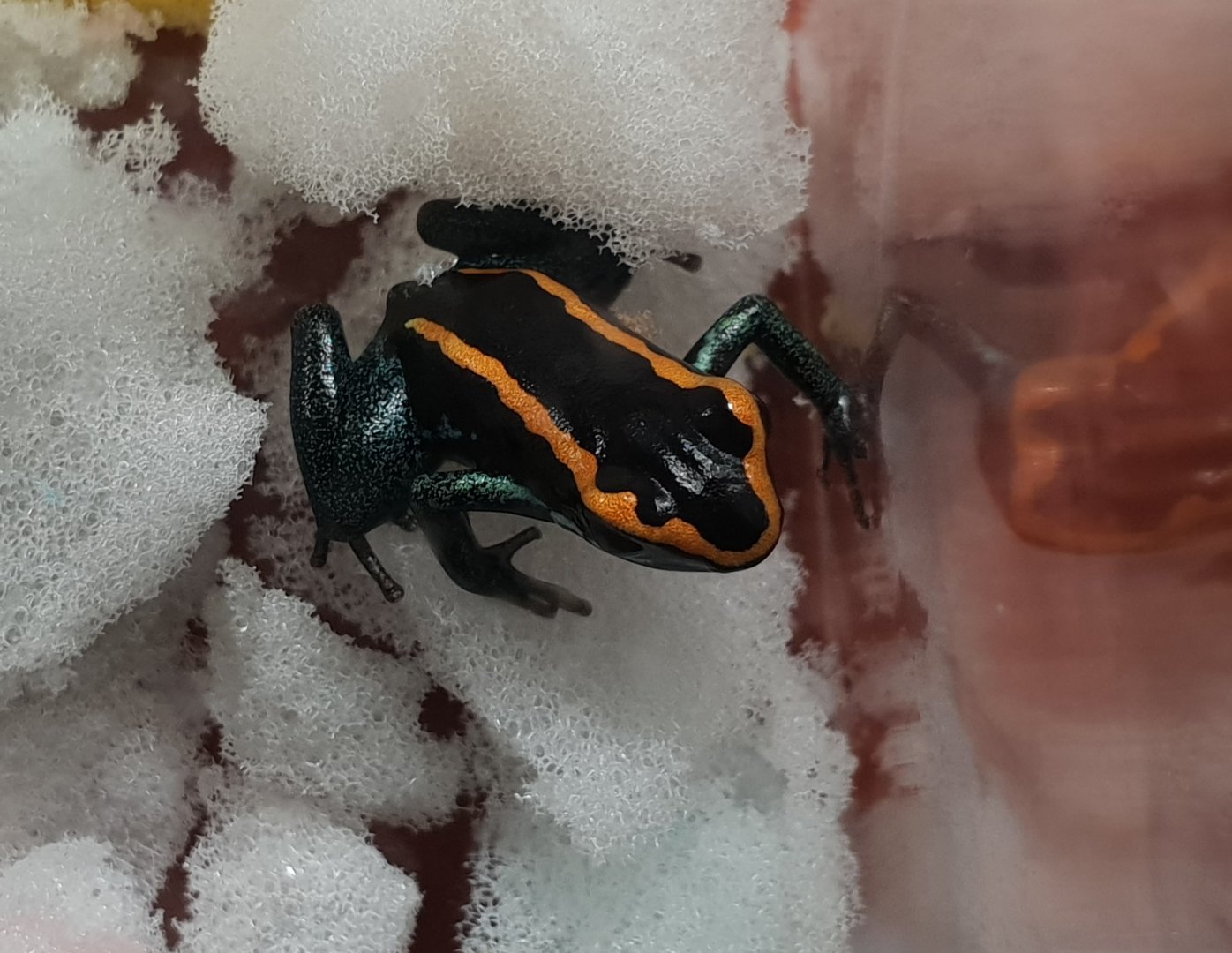 Phyllobates vittatus