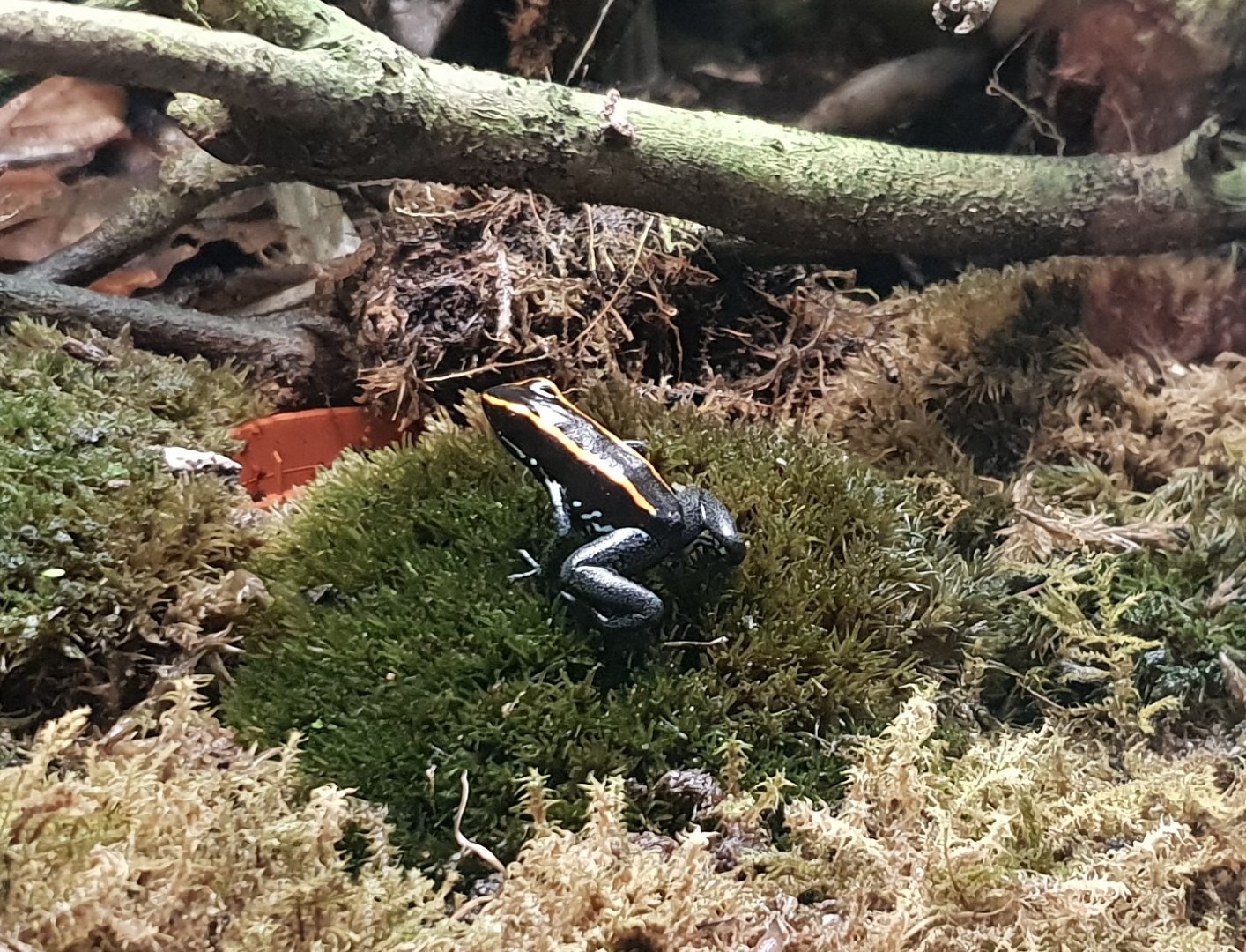 Phyllobates vittatus