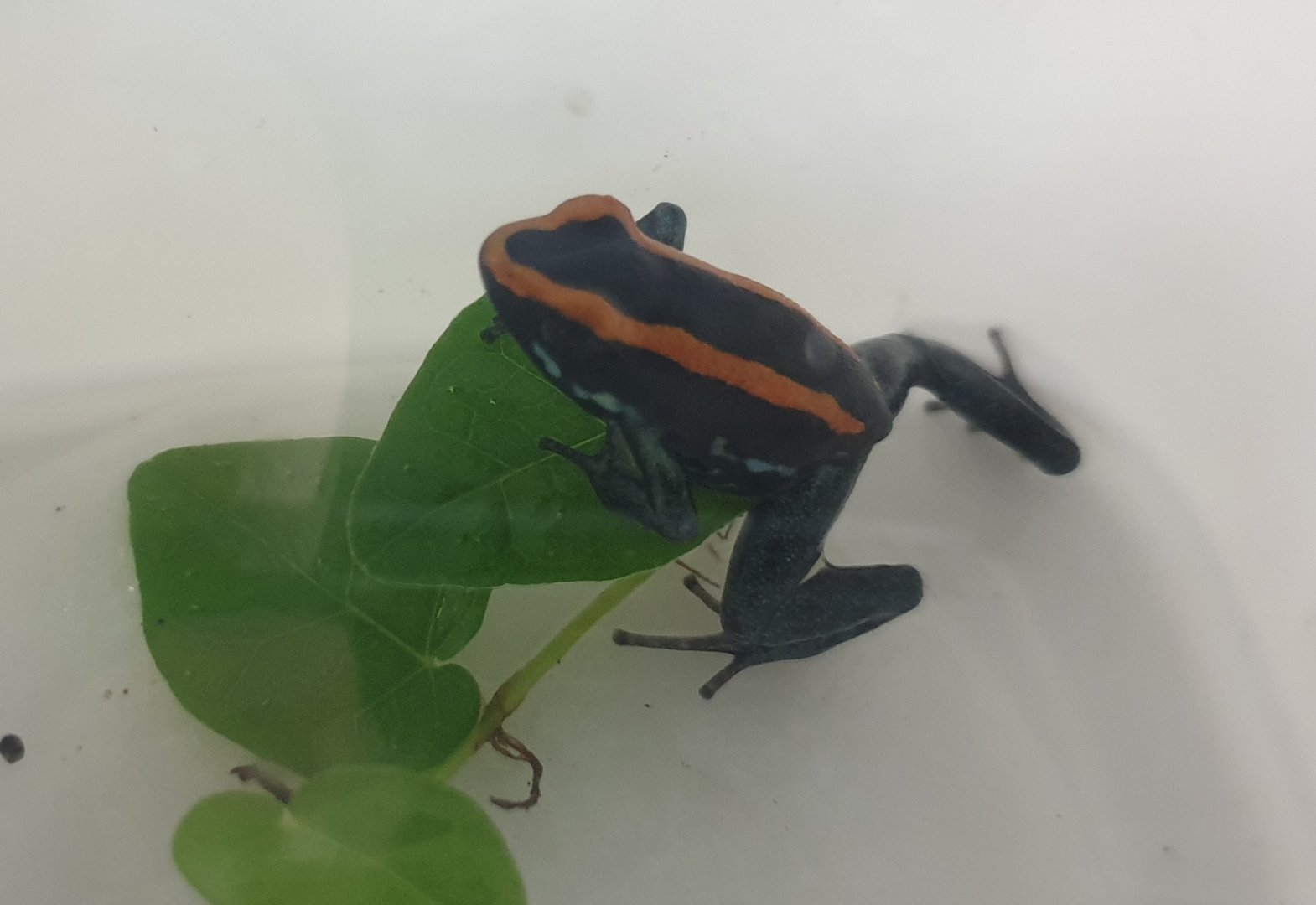 Phyllobates vittatus