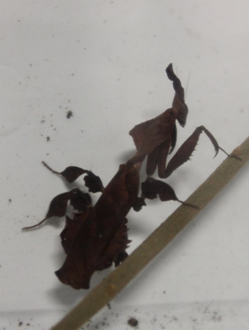 Phyllocrania paradoxa