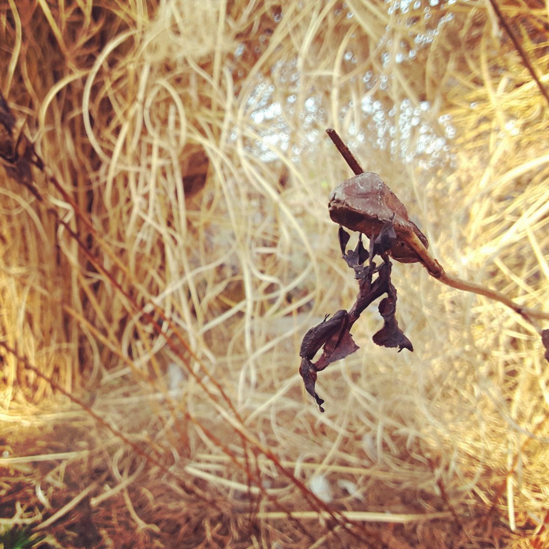 Phyllocrania paradoxa