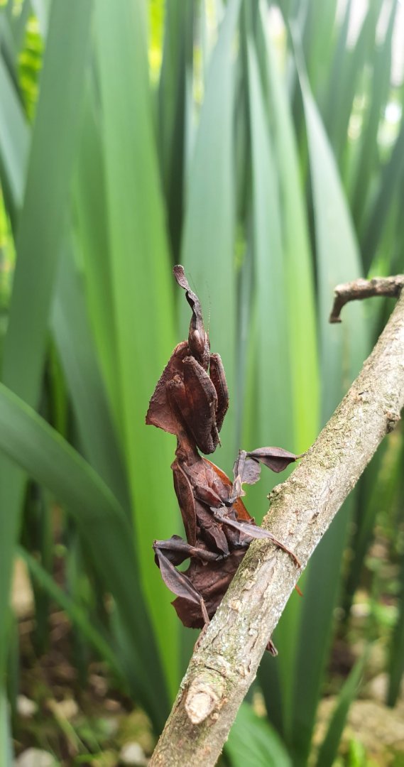 Phyllocrania paradoxa