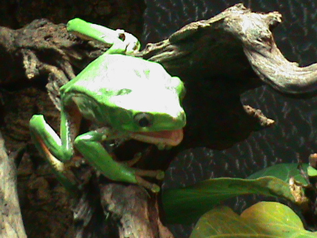 phyllomedusa bicolor 041211