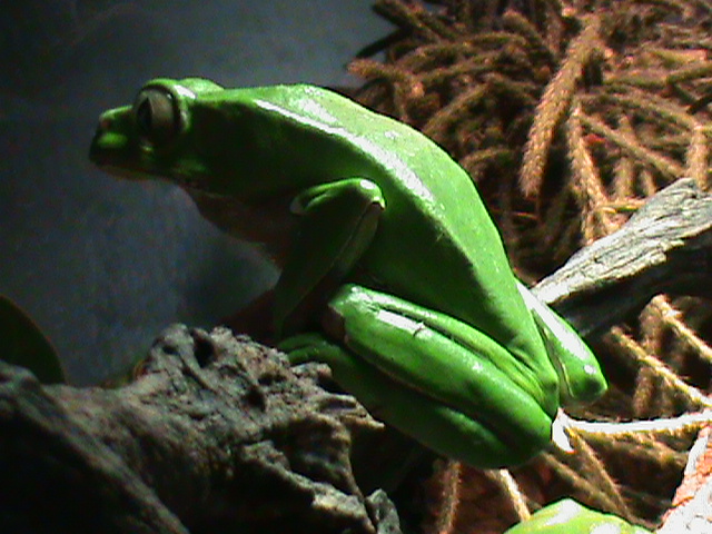 phyllomedusa bicolor 041211