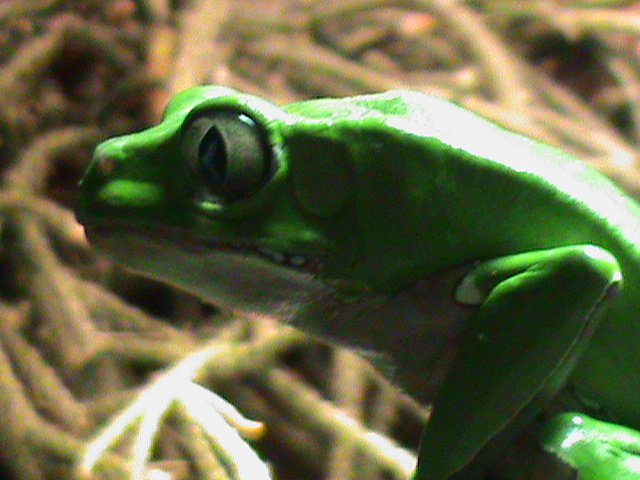 phyllomedusa bicolor 041211