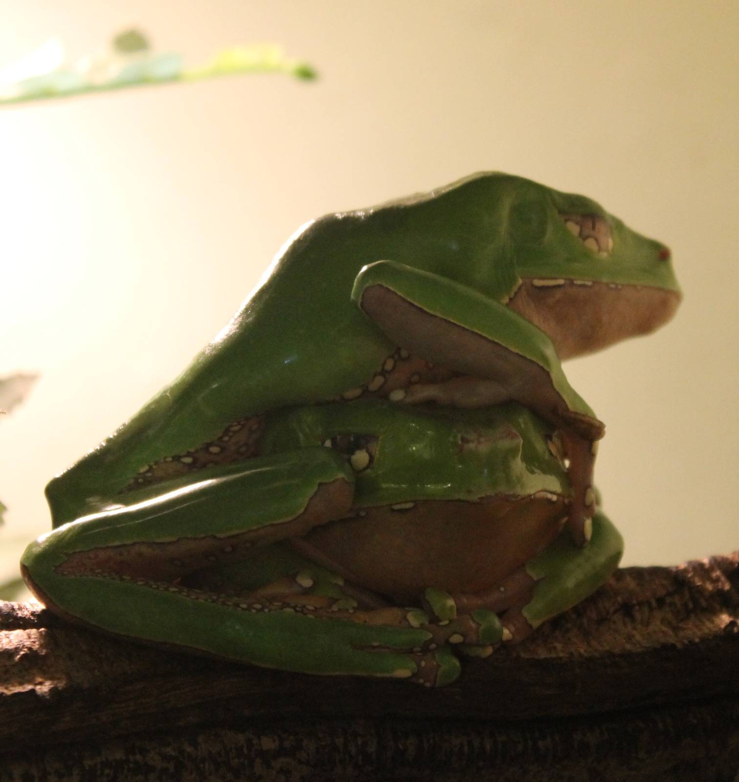 Phyllomedusa bicolor