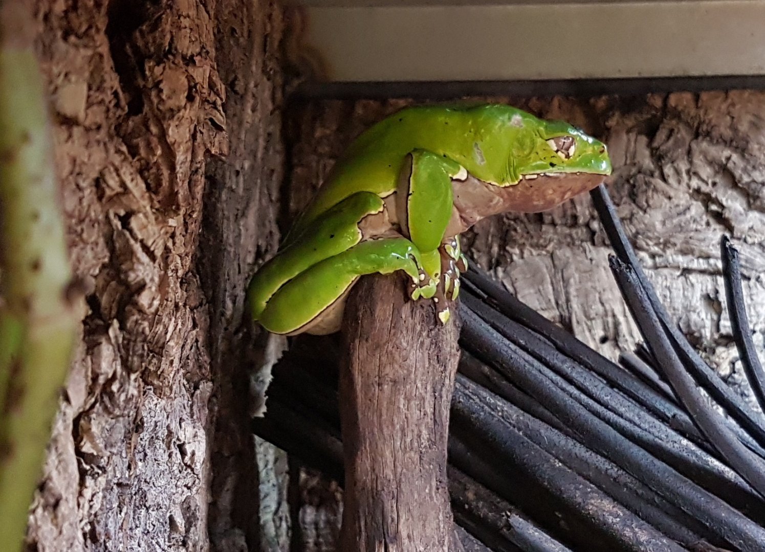 Phyllomedusa bicolor