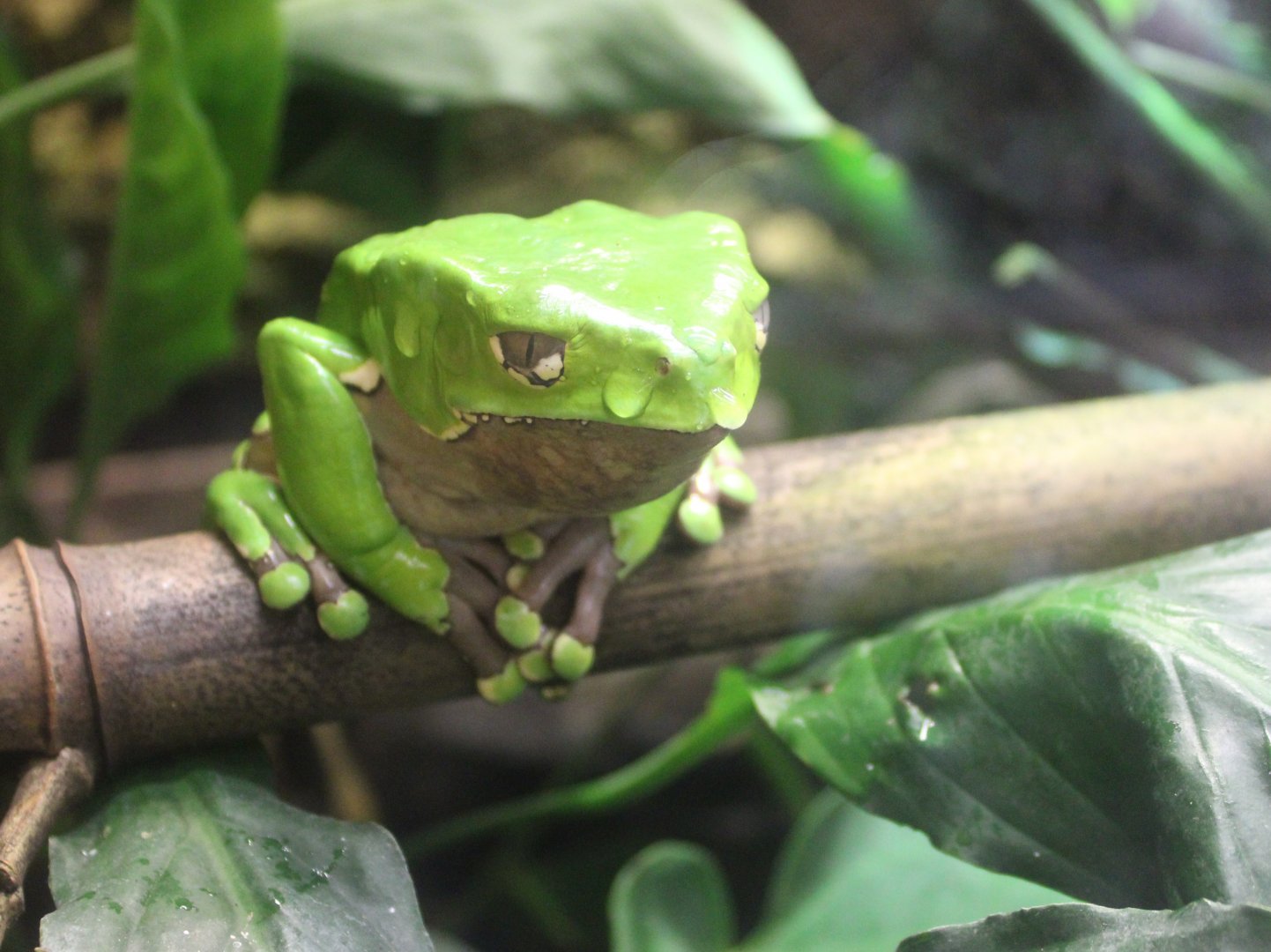 Phyllomedusa bicolor