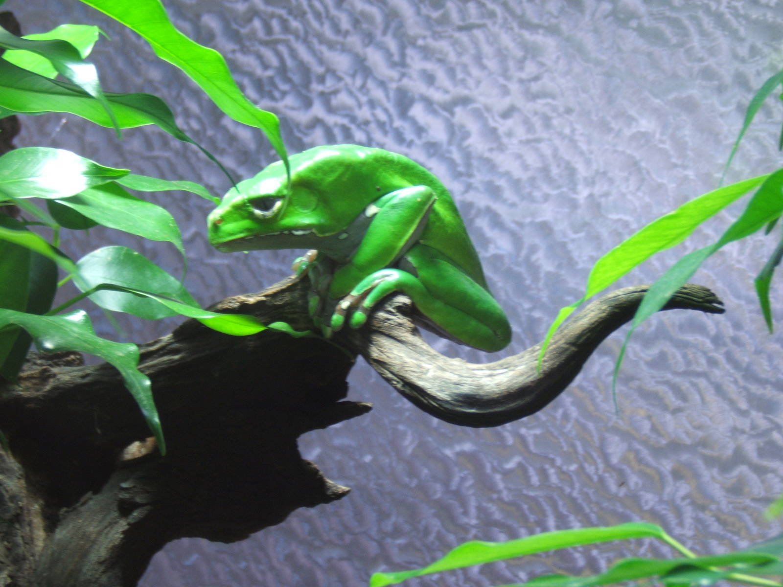 (Phyllomedusa bicolor)