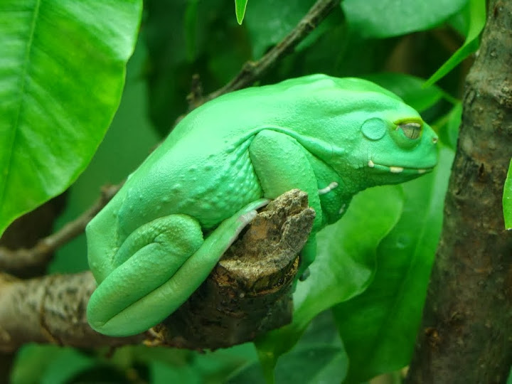 Phyllomedusa sauvagei