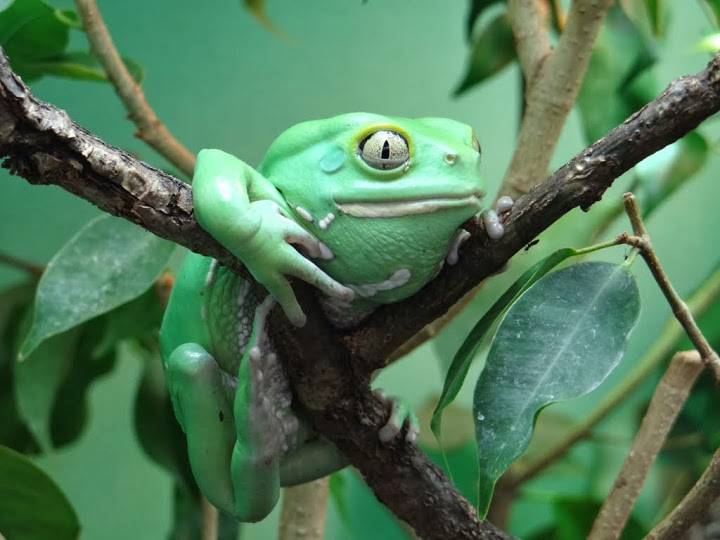 Phyllomedusa sauvagei