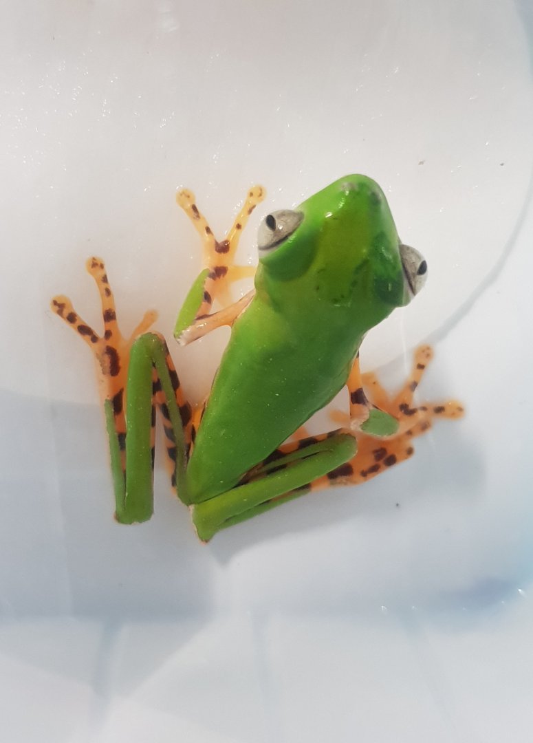 Phyllomedusa tomopterna