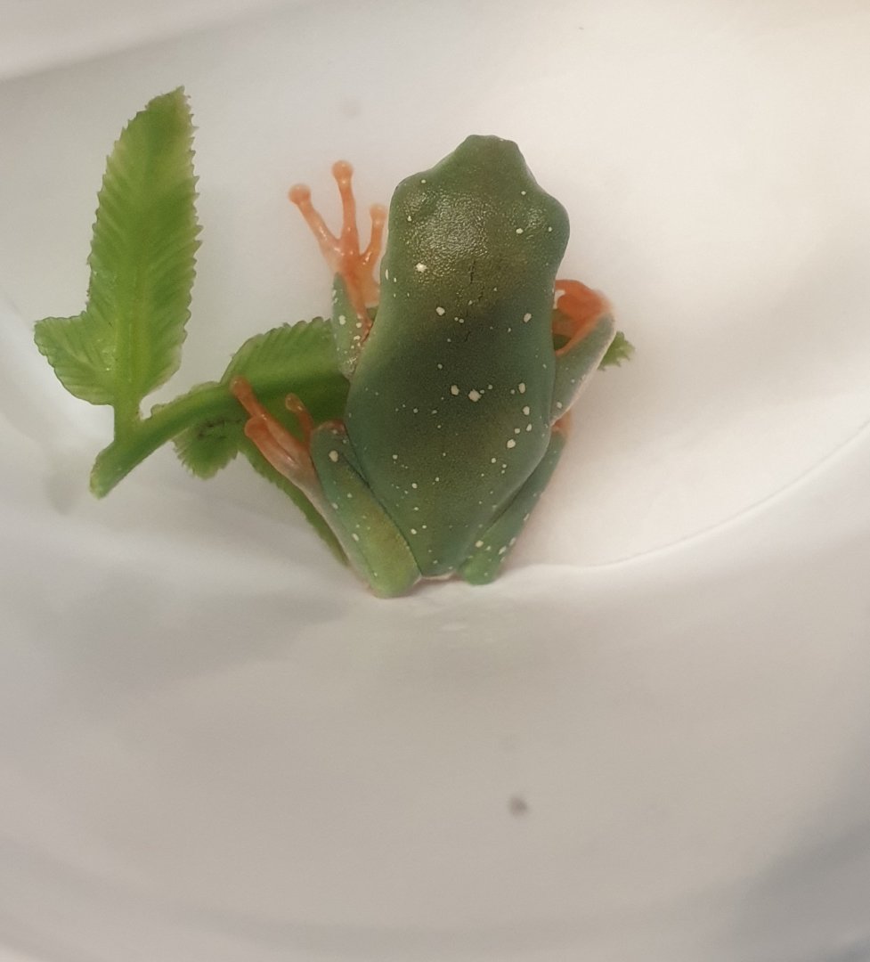 Phyllomedusa tomopterna