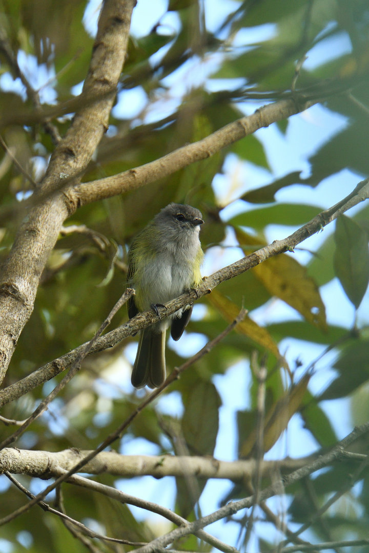 Phyllomyias griseocapilla