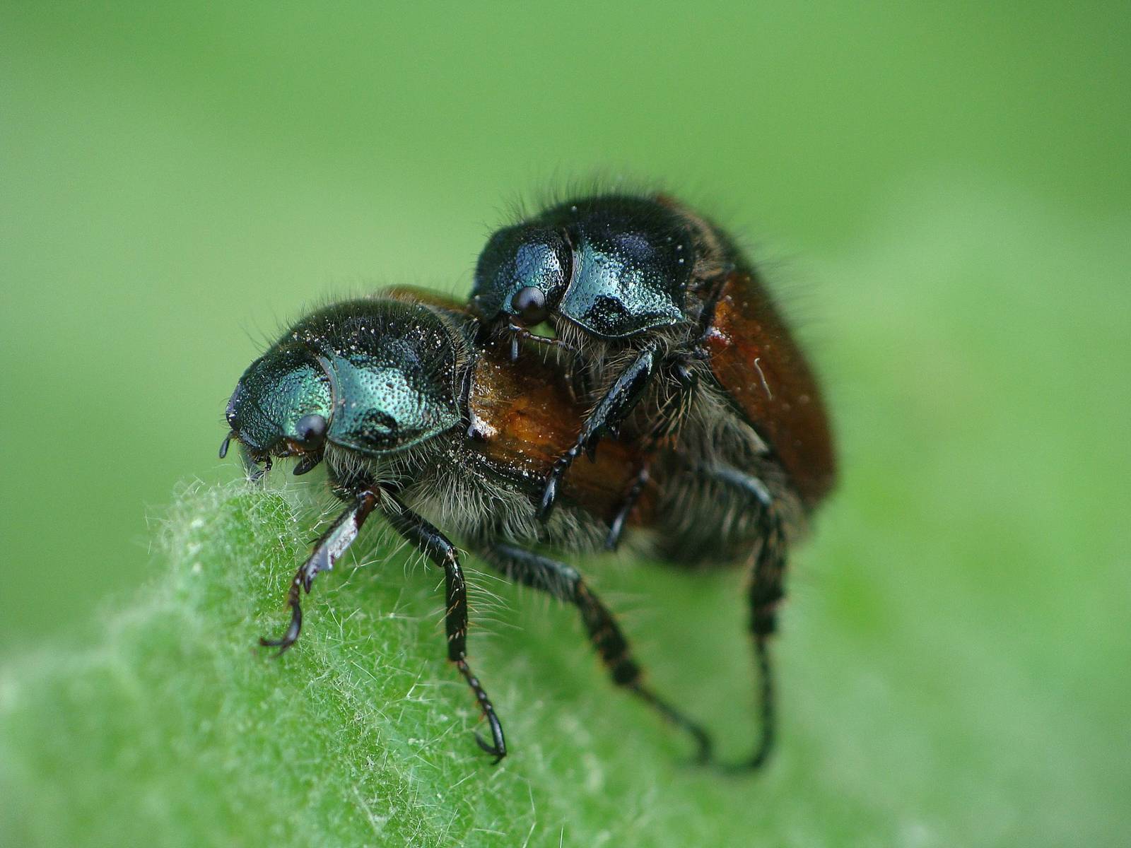 Phyllopertha horticola