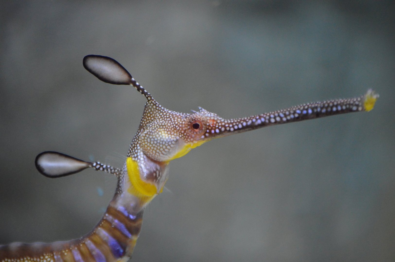 Phyllopteryx taeniolatus