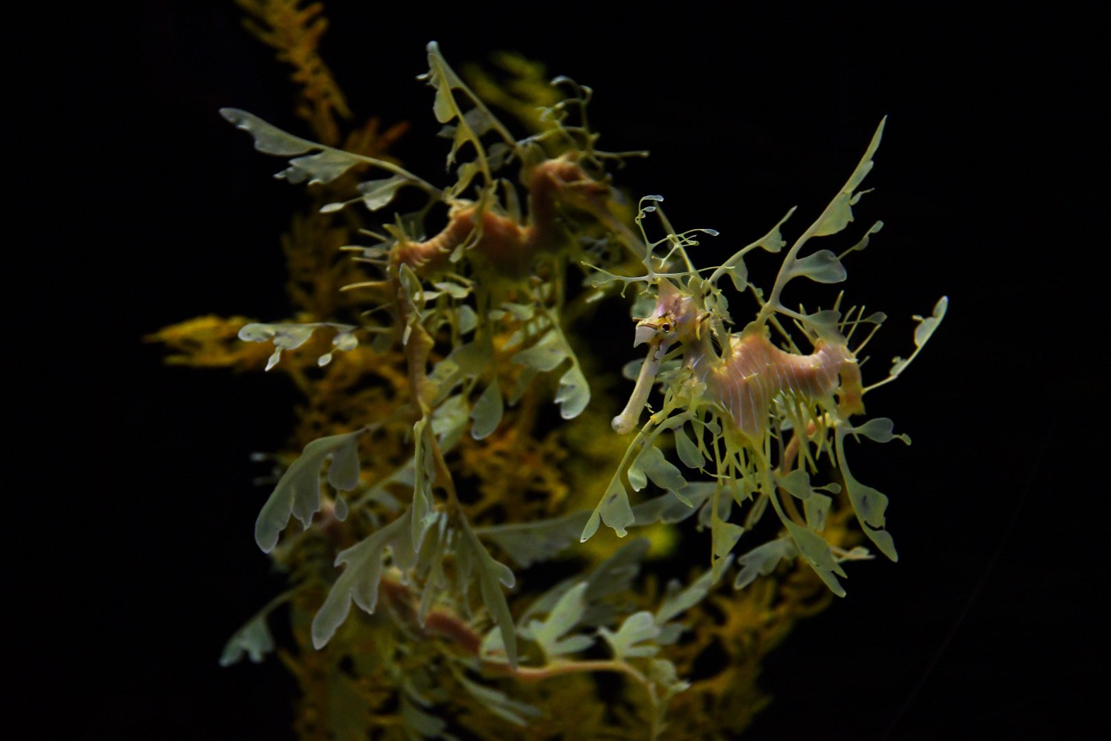 Phyllopteryx taeniolatus