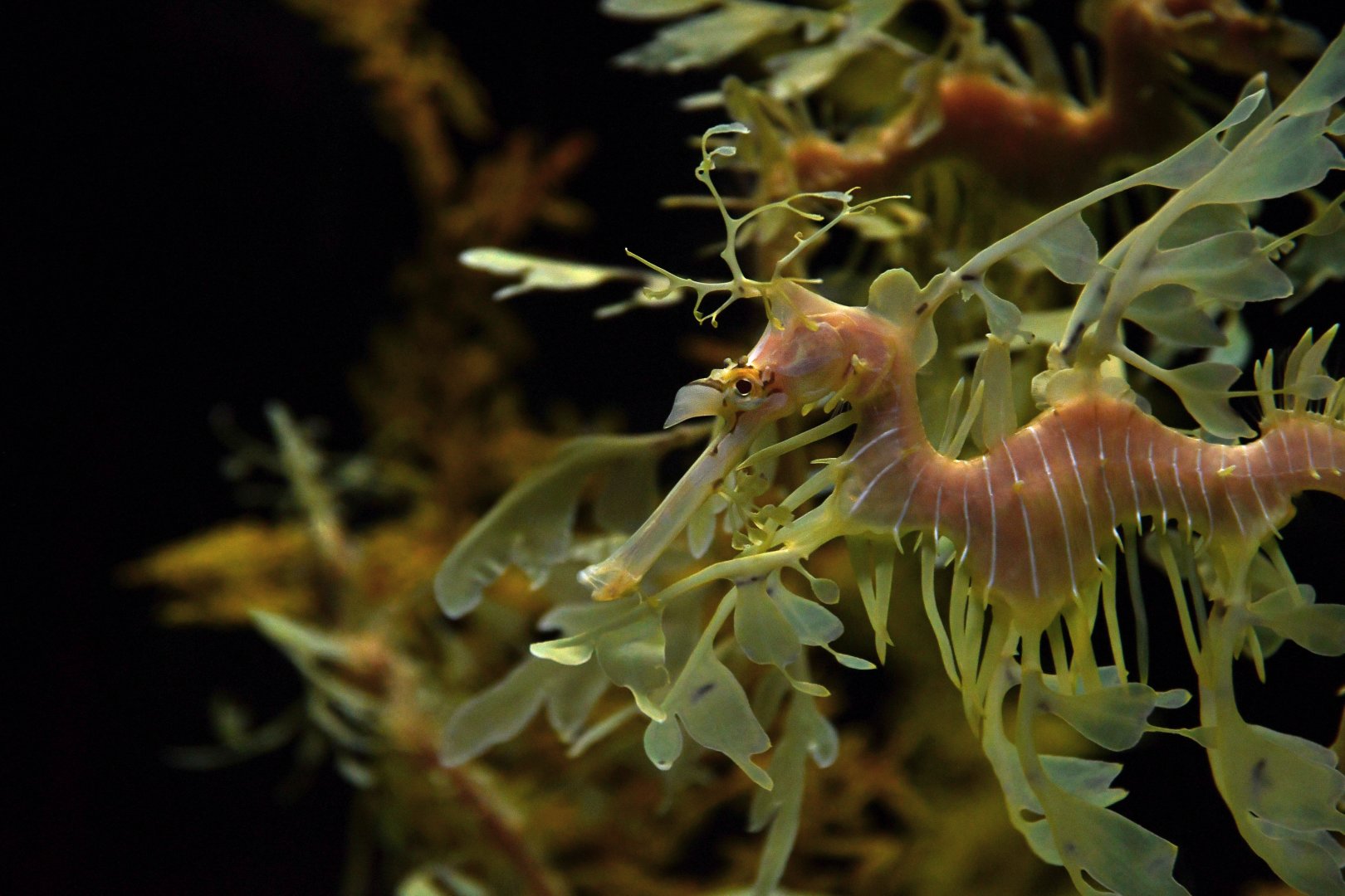 Phyllopteryx taeniolatus