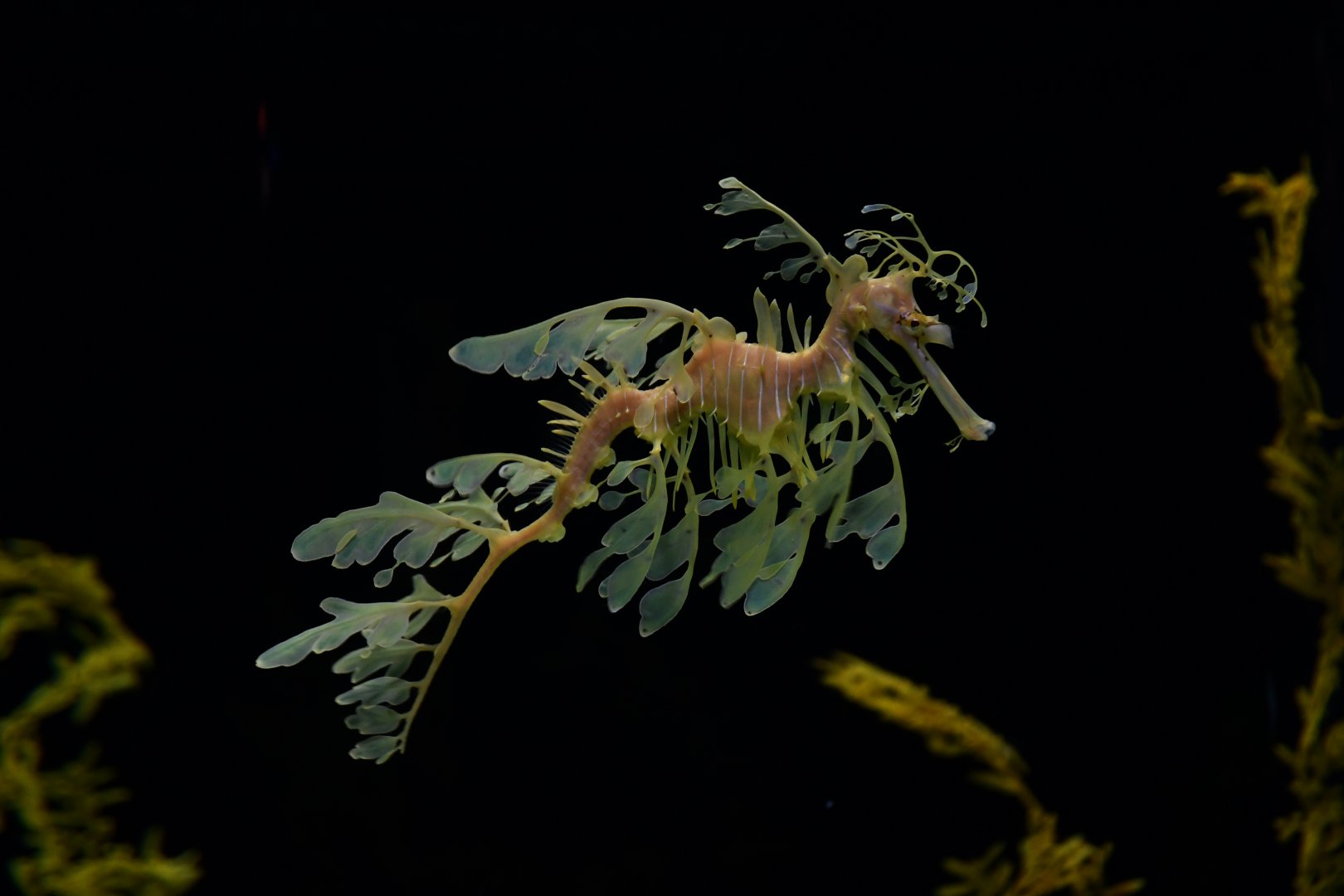 Phyllopteryx taeniolatus