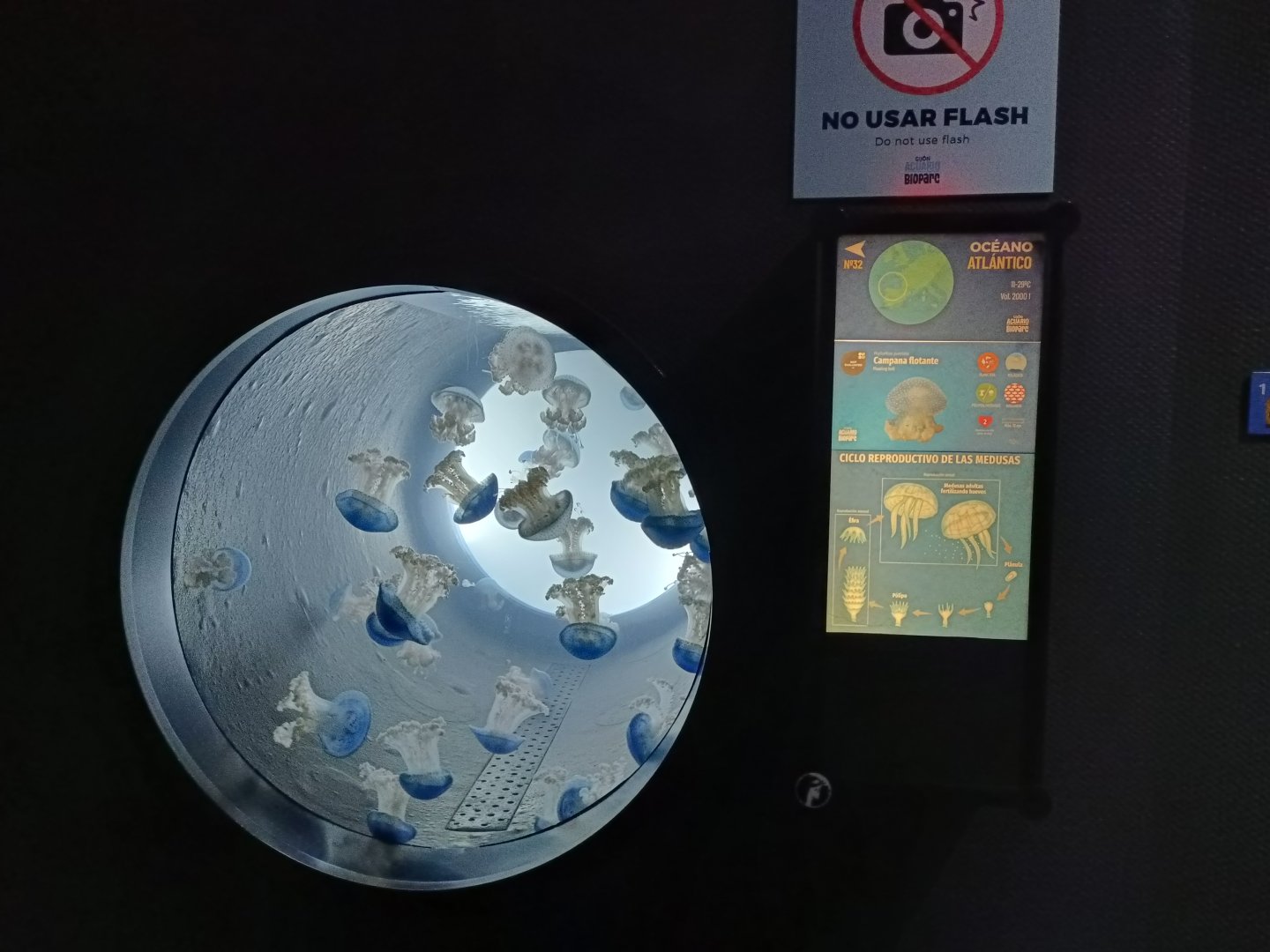 Phyllorhiza punctata exhibit - Bioparc Acuario de Gijón