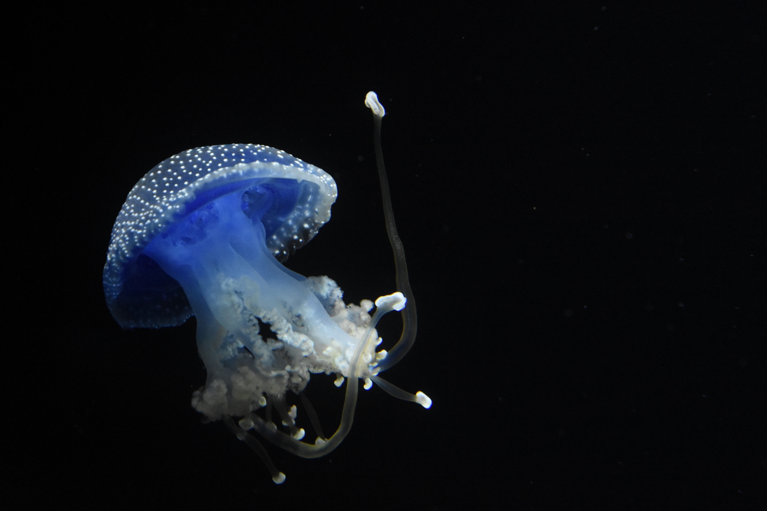 Phyllorhiza punctata