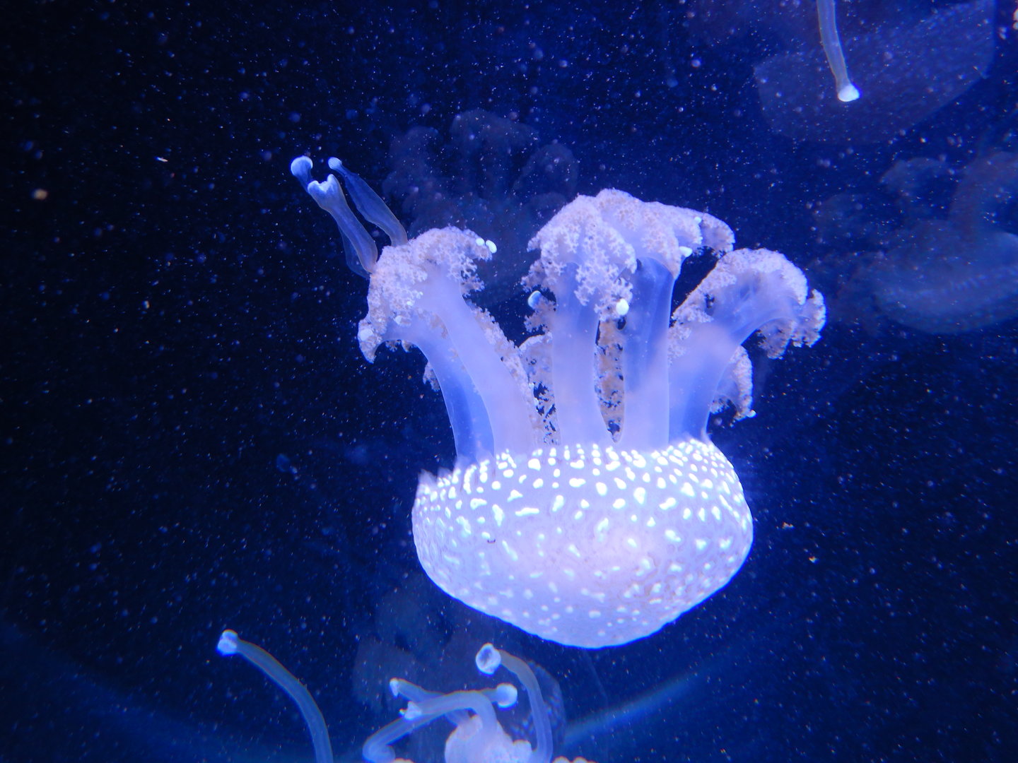 Phyllorhiza punctata