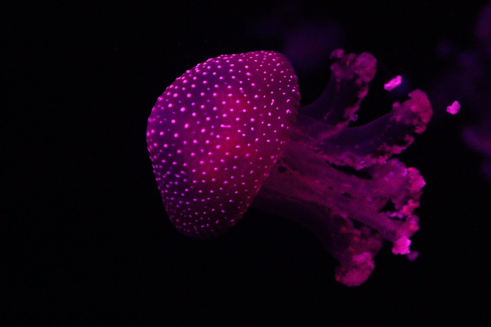 Phyllorhiza punctata