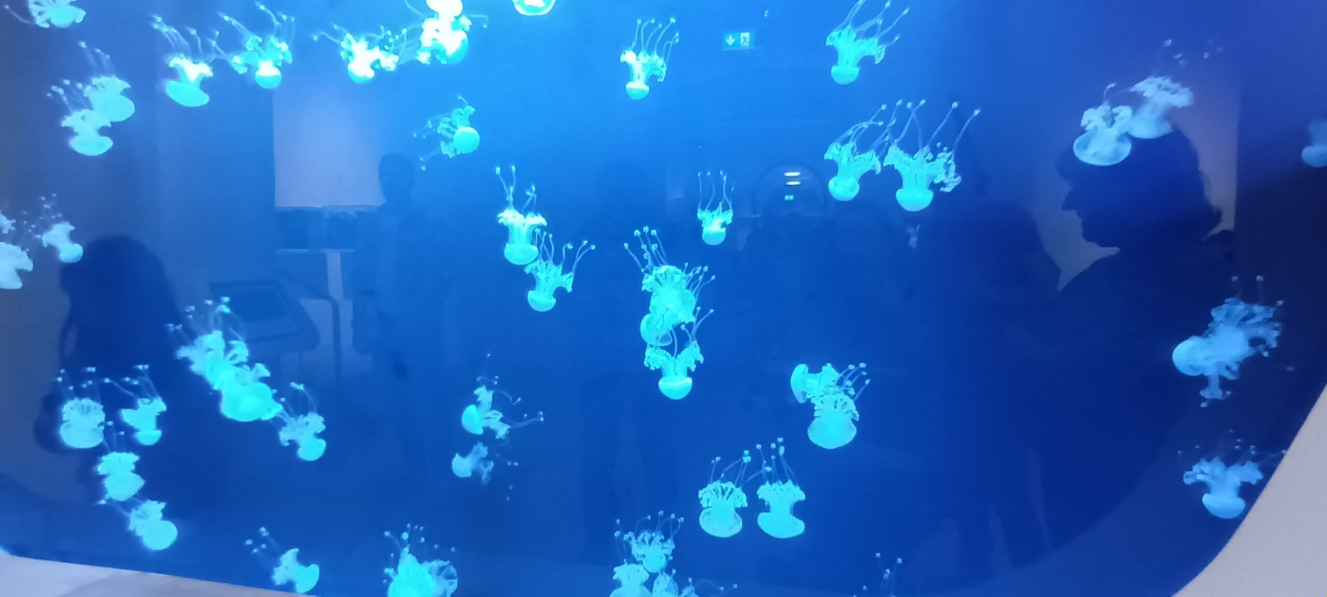 Phyllorhiza punctatus