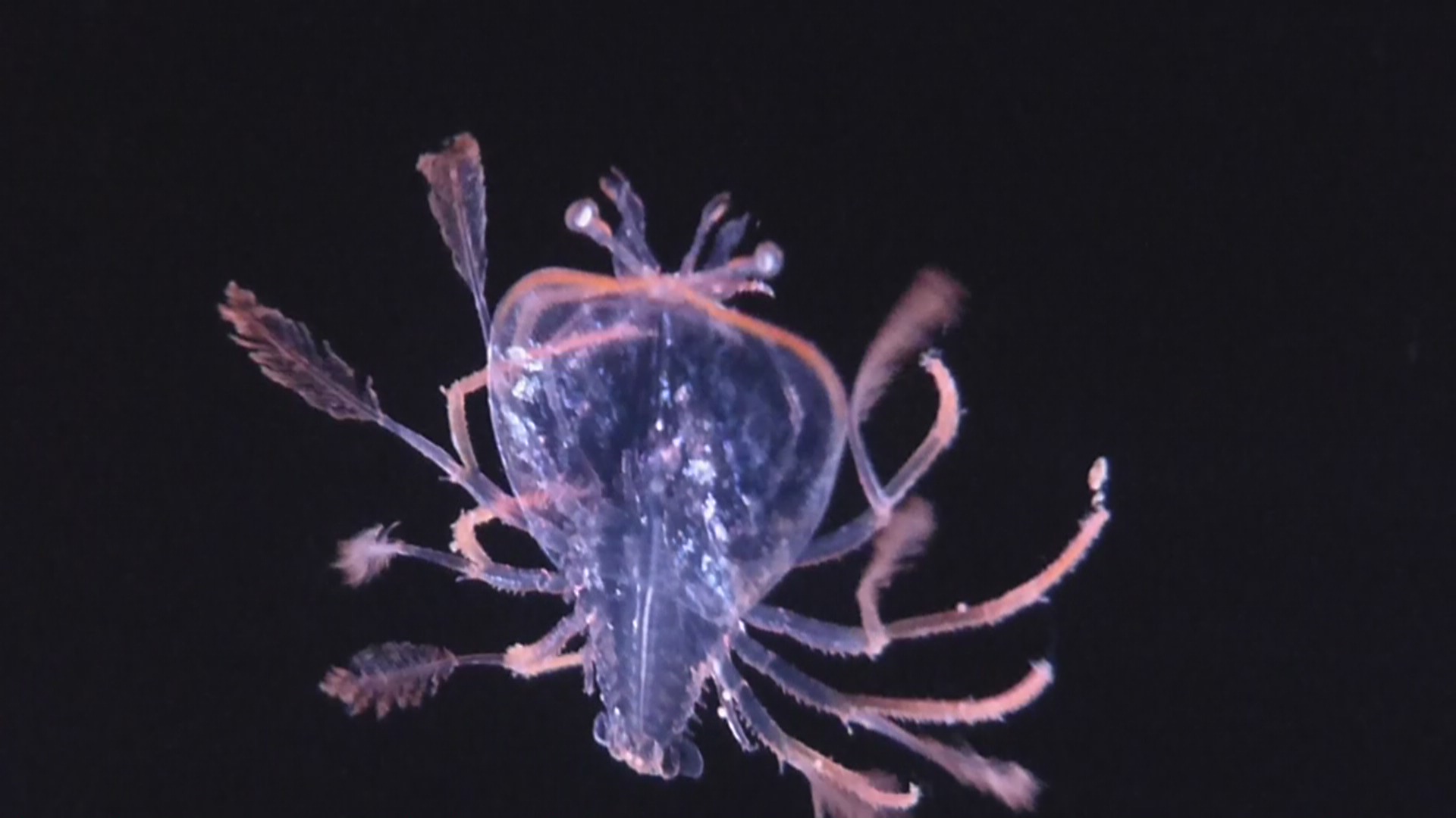 phyllosoma (larval lobsters)