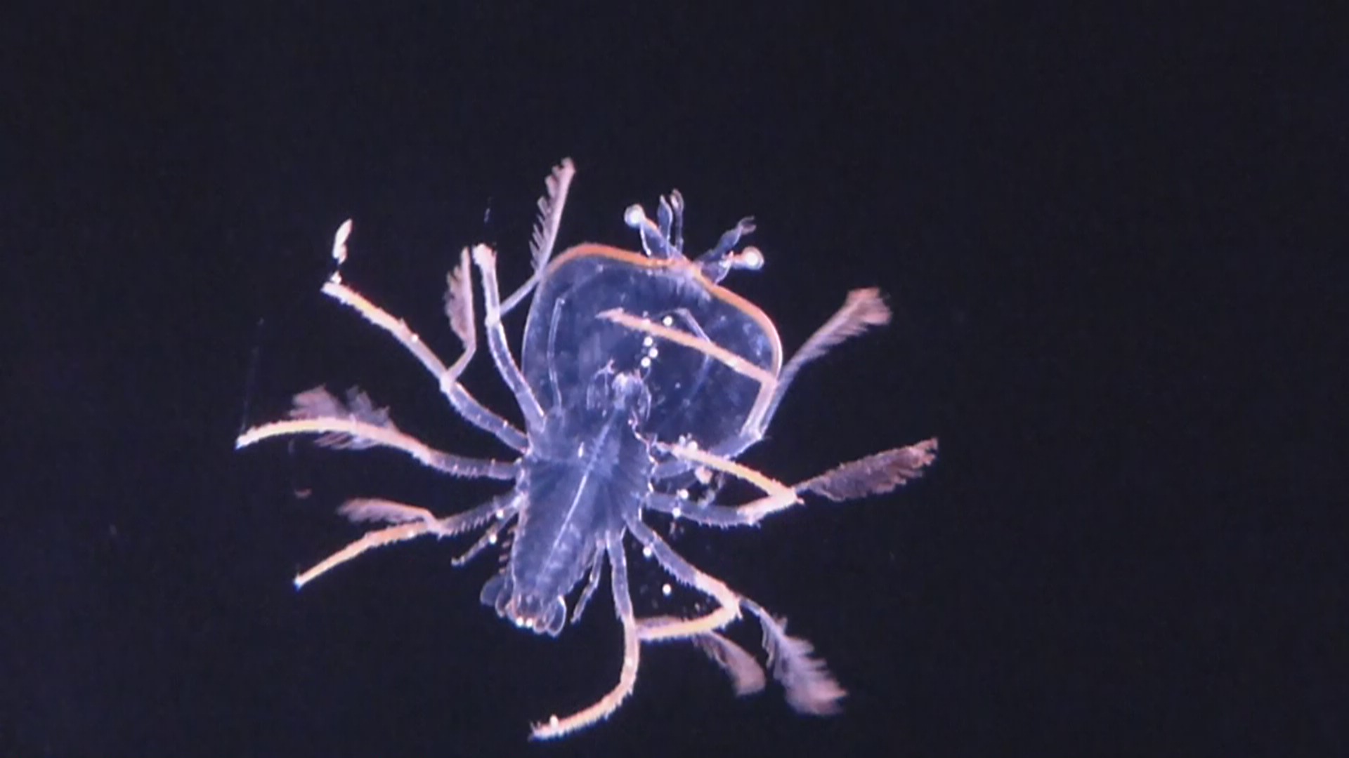 phyllosoma (larval lobsters)