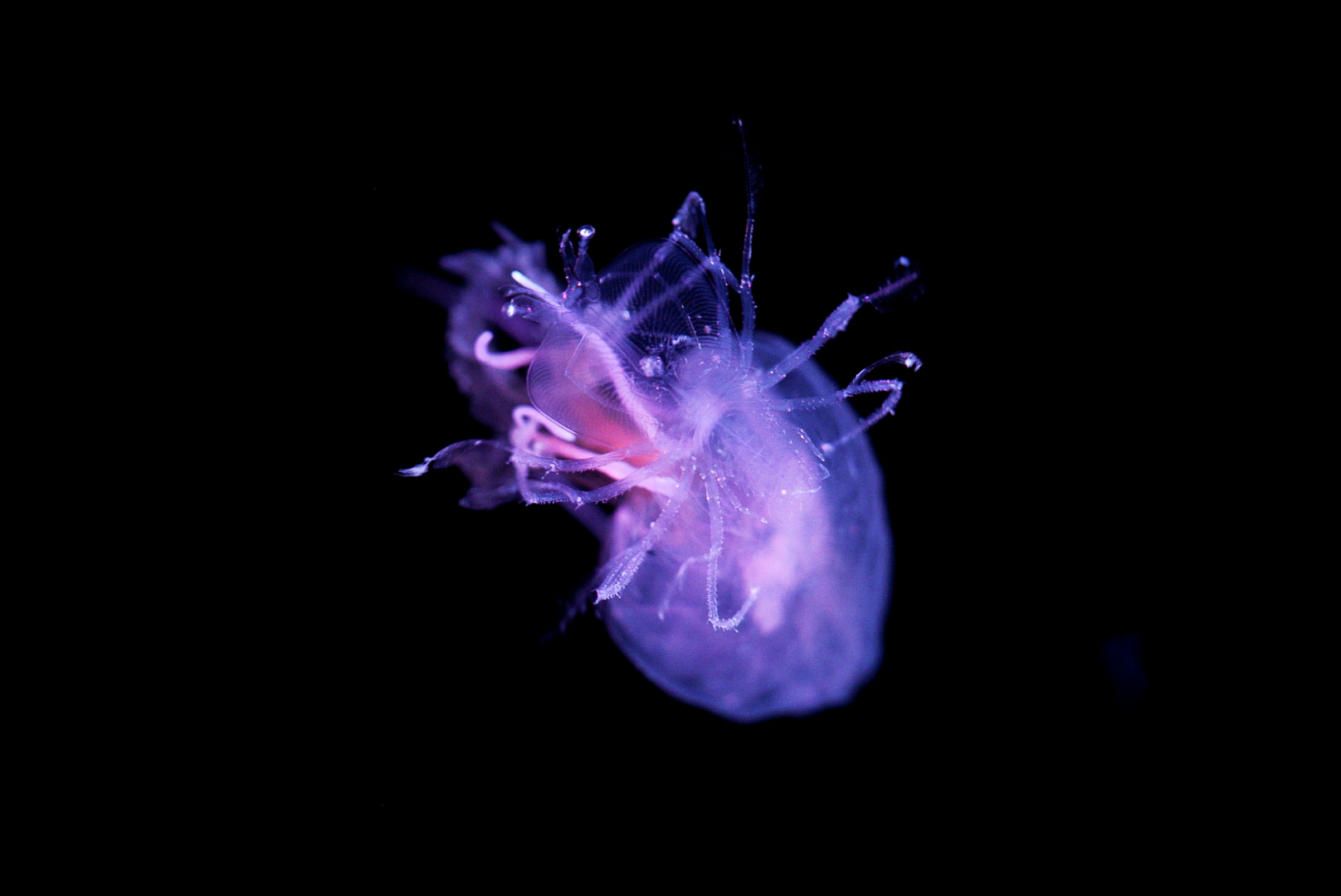 Phyllosoma (Lobster Larvae) riding Mauve Stinger // Into the Deep