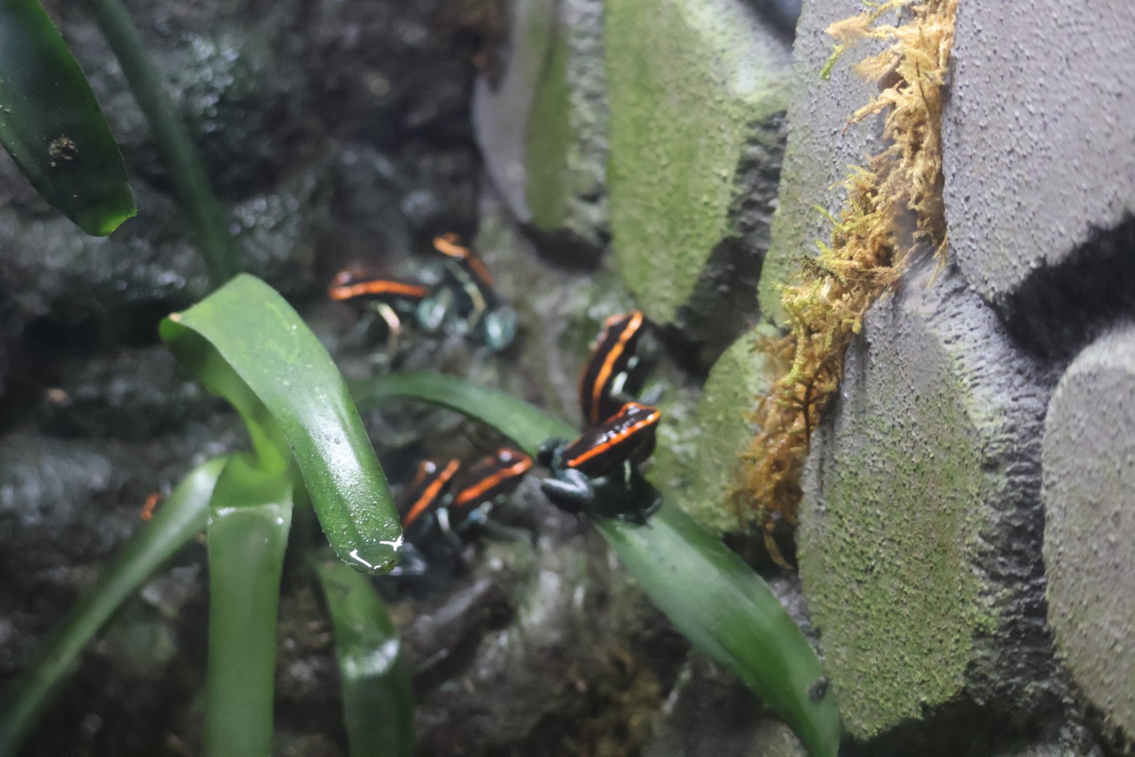 Phylobattes vittatus