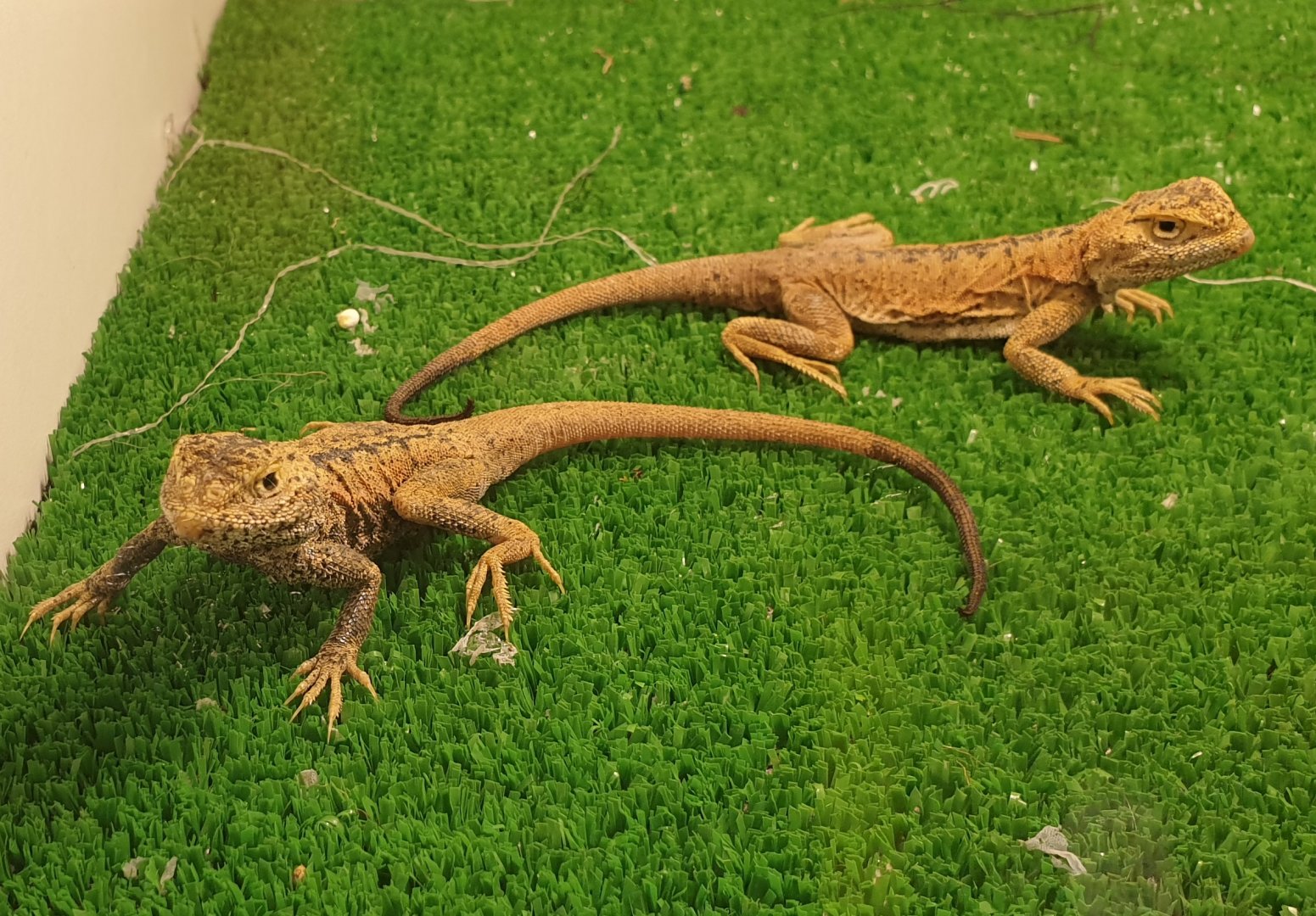 Phyrocephalus przewalski