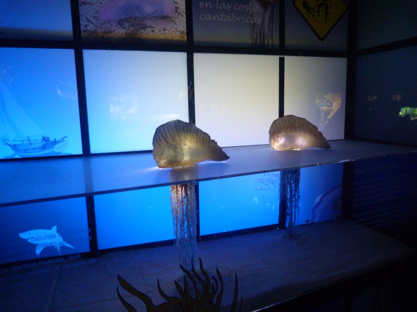 Physalia display -Faunia (2025)