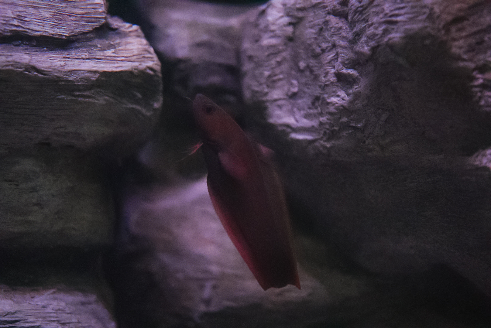 Physiculus japonicus