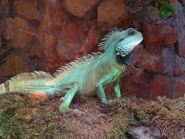 Physignathus cocincinus